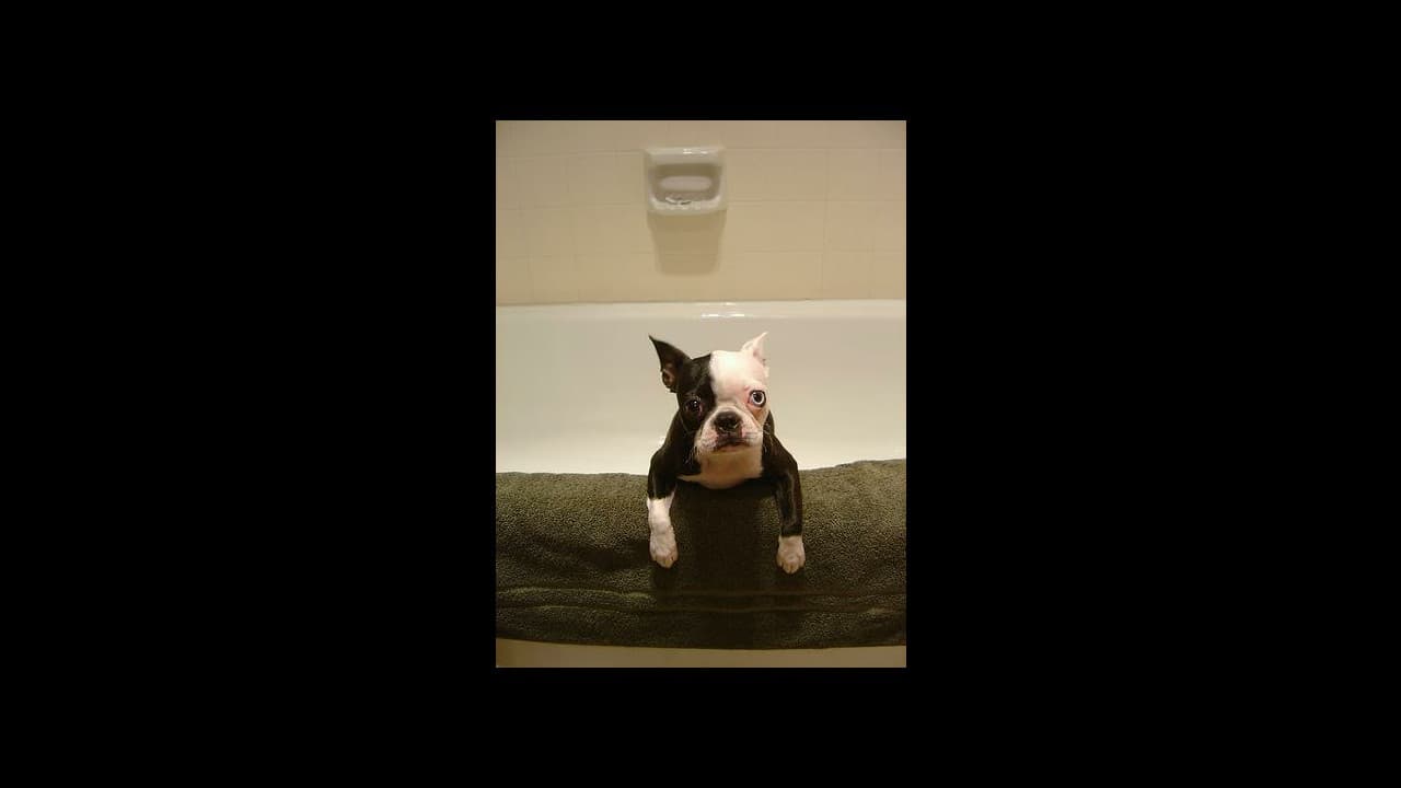 Random dog image fetched from the internet and displayed on screen